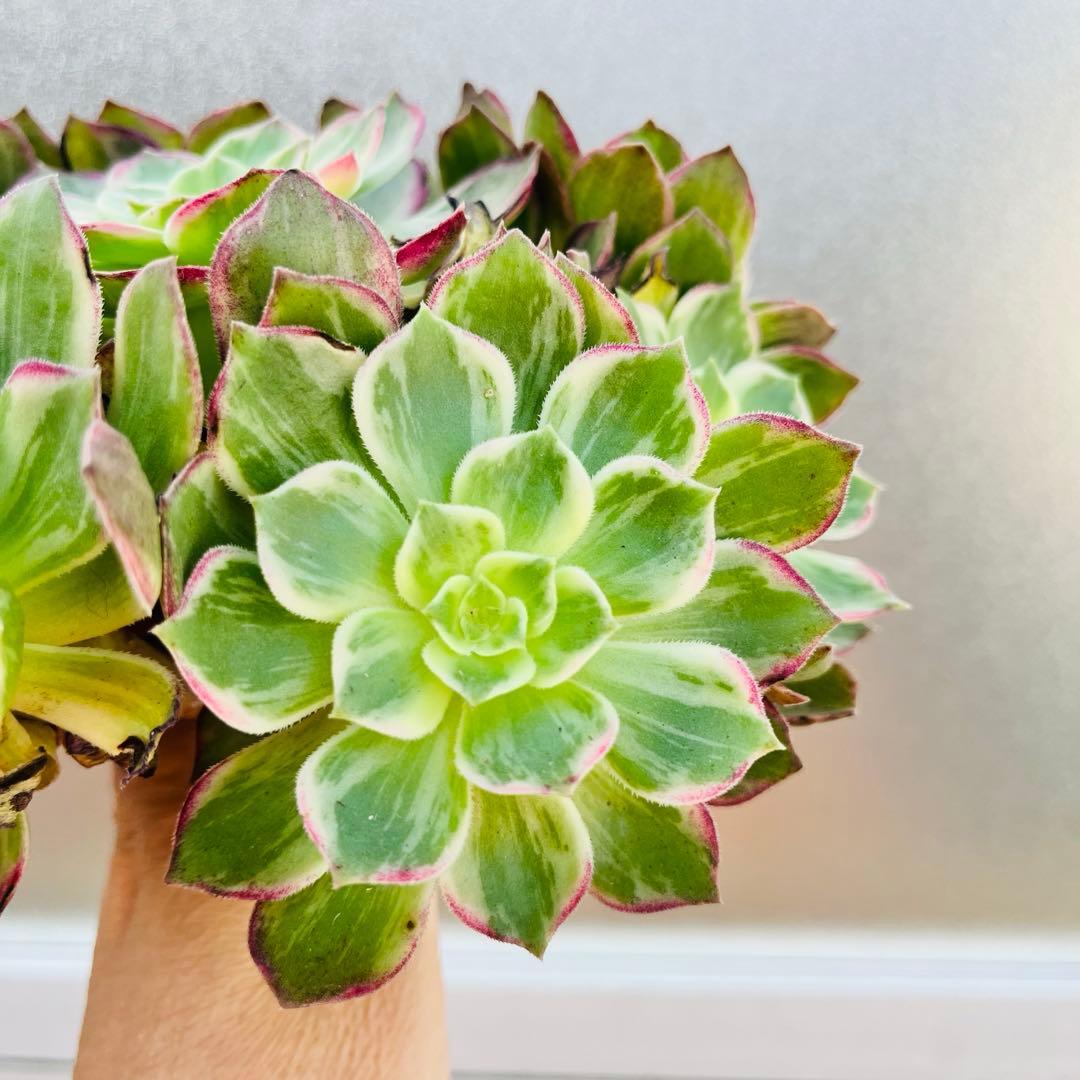 51.【現品　そのまま発送】「カラフルランターンズ」葉焼け・傷有り　立派な大群生