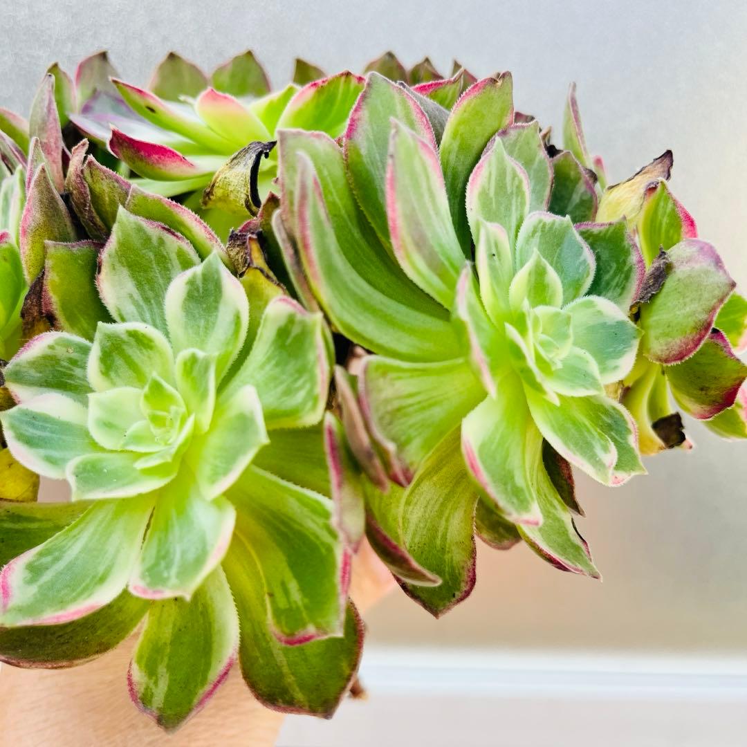 51.【現品　そのまま発送】「カラフルランターンズ」葉焼け・傷有り　立派な大群生