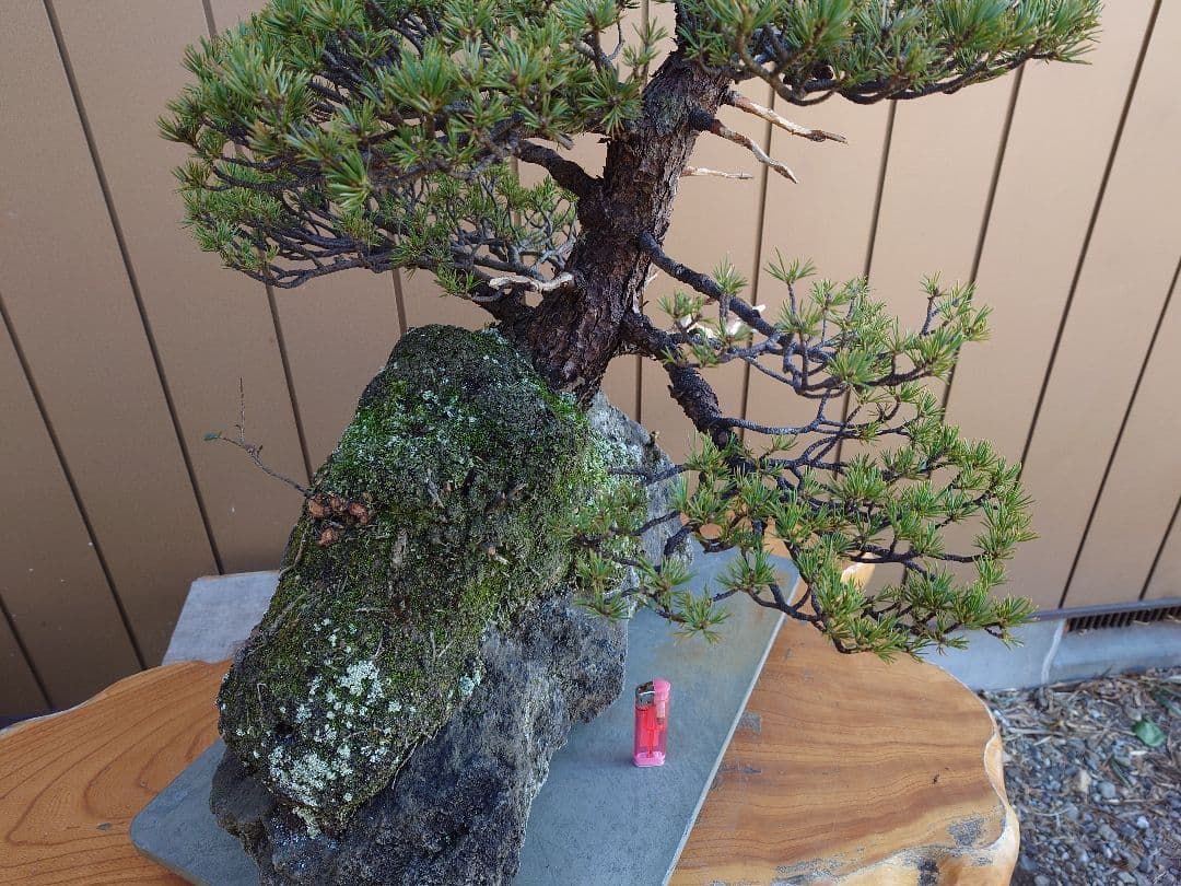 盆栽　九重　五葉松　石込52cm