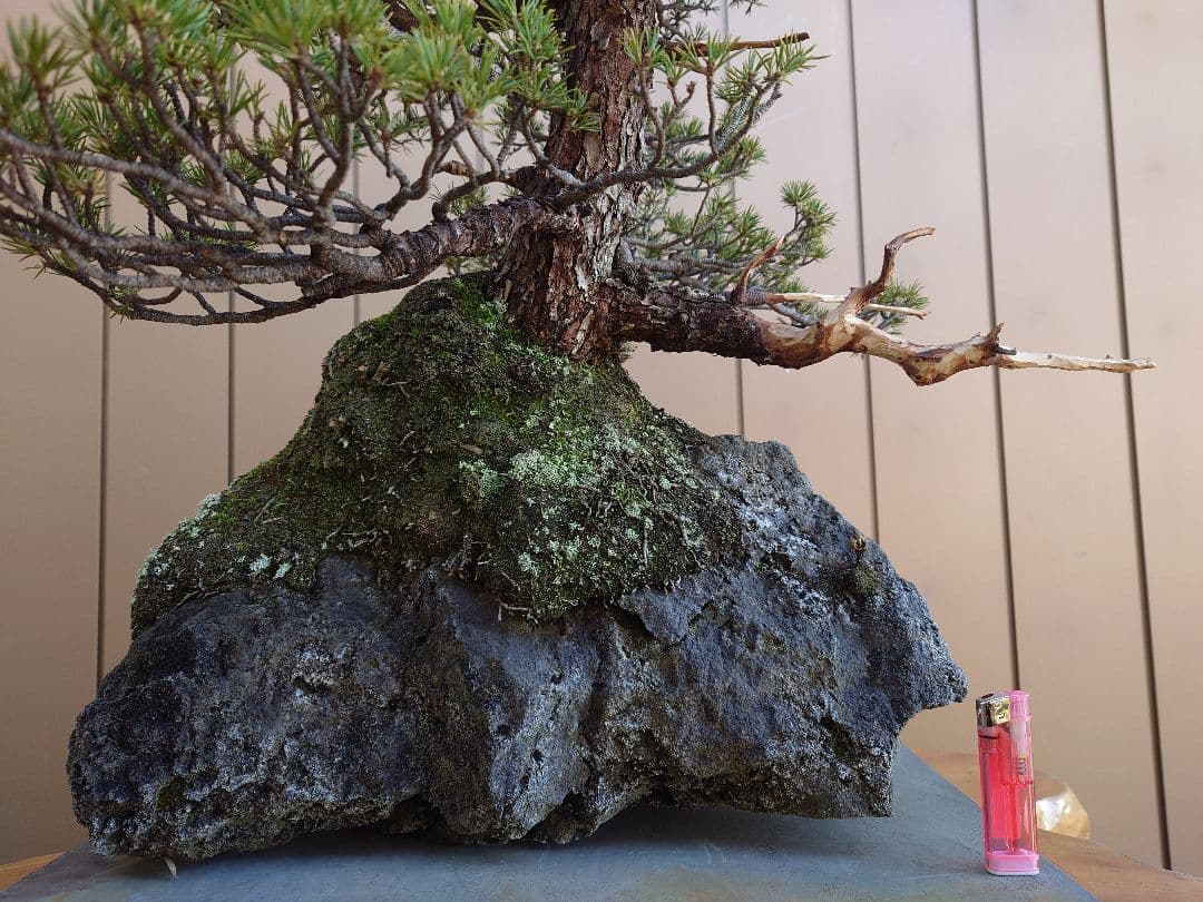 盆栽　九重　五葉松　石込52cm