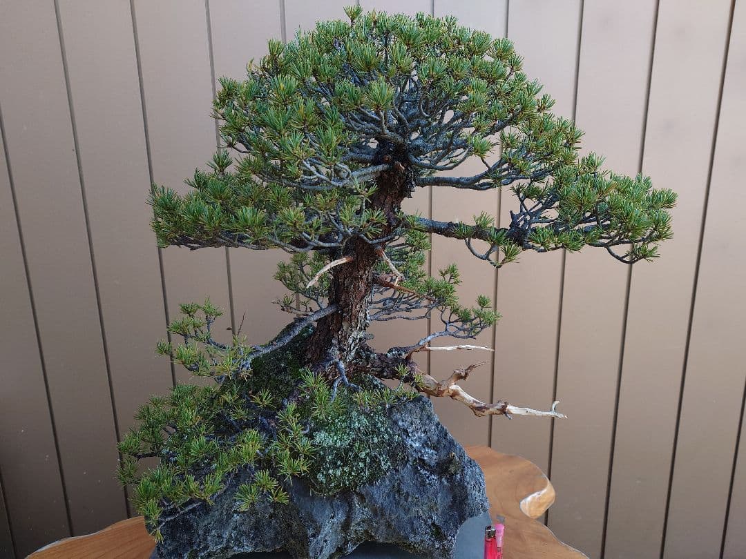 盆栽　九重　五葉松　石込52cm