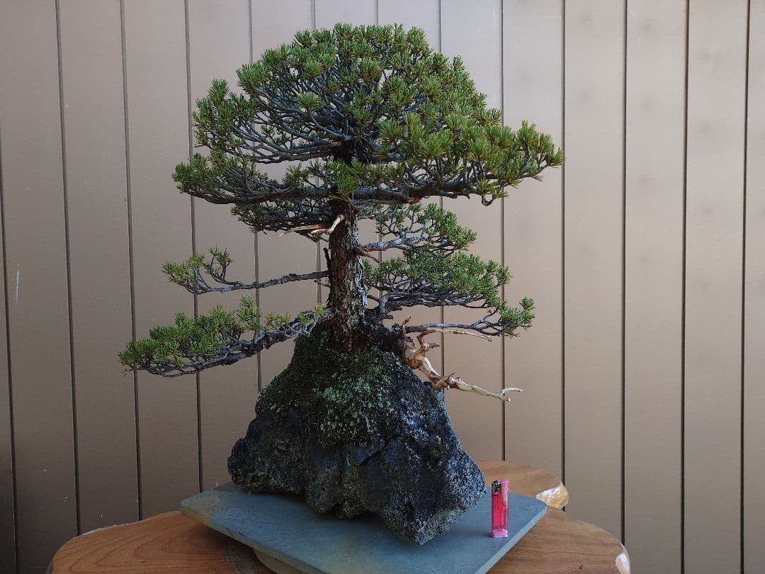 盆栽　九重　五葉松　石込52cm