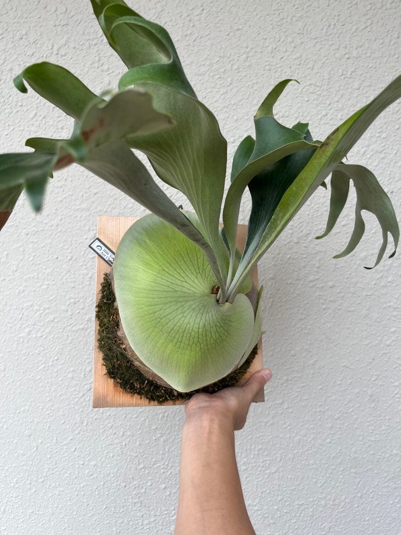 ビカクシダ platycerium hillii 'Aorchao' Yot#16