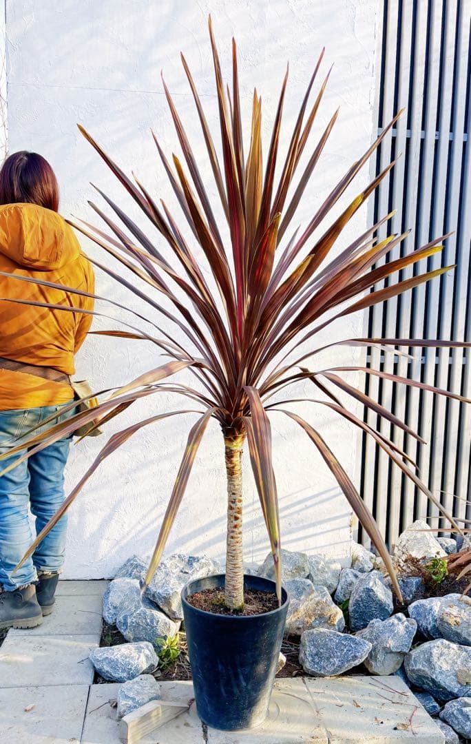 超大株！コルジリネ コーヒークラシック1.6M(鉢底から)品番B☆数量限定セール