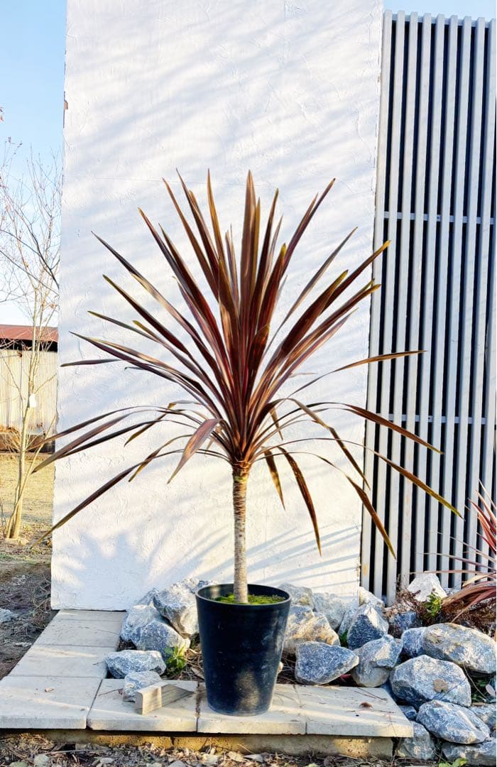 超大株！コルジリネ コーヒークラシック1.6M(鉢底から)品番B☆数量限定セール