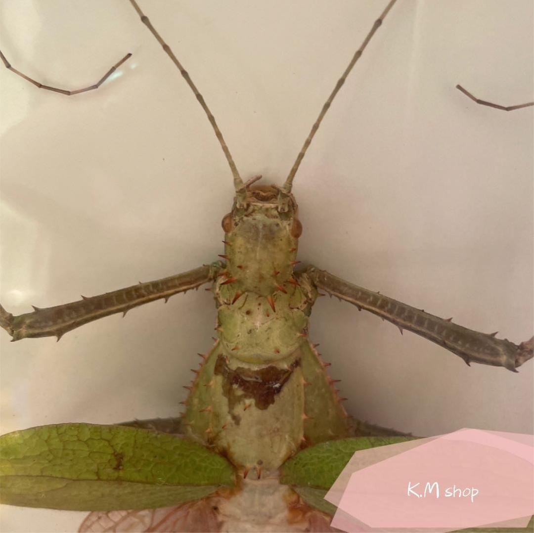 剥製　マレーオオナナフシ　標本　昆虫