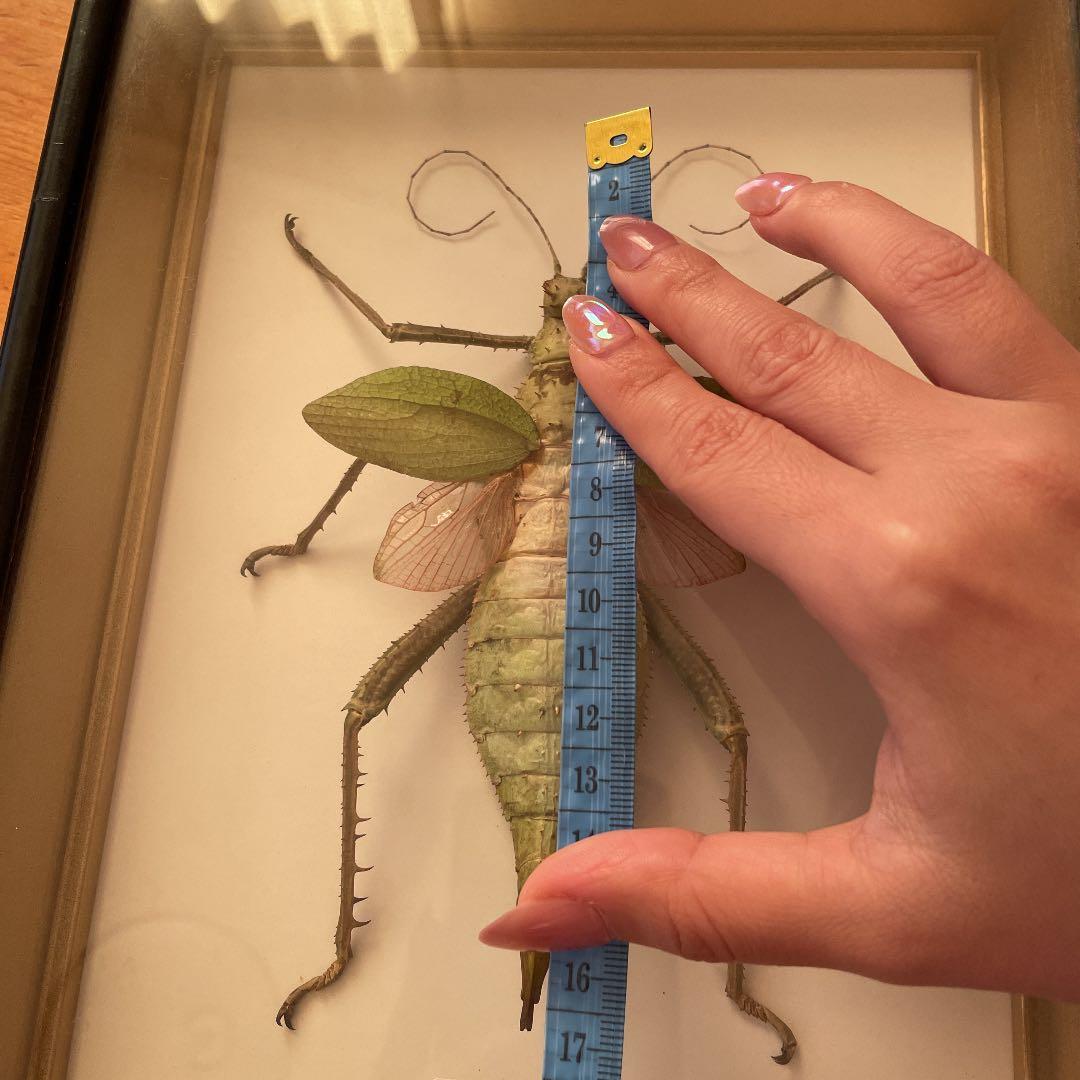 剥製　マレーオオナナフシ　標本　昆虫