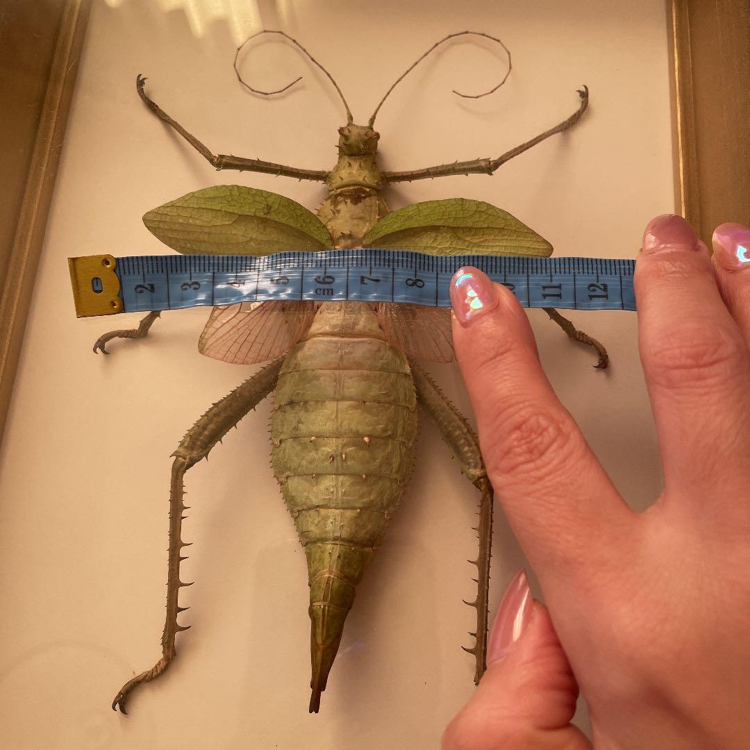 剥製　マレーオオナナフシ　標本　昆虫