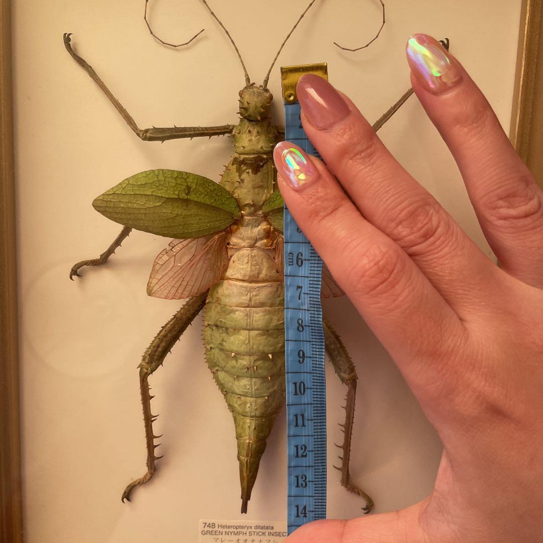 剥製　マレーオオナナフシ　標本　昆虫