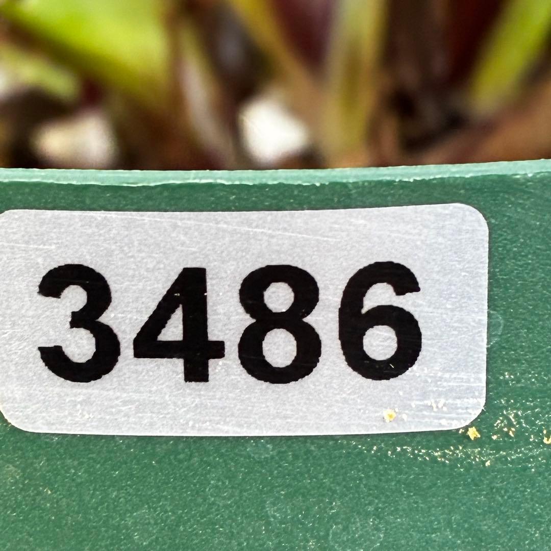 ま*️様 3486☘️蕾花タグ付き☘️⭐️マイクロヒデコート⭐️小輪⭐️コンパク