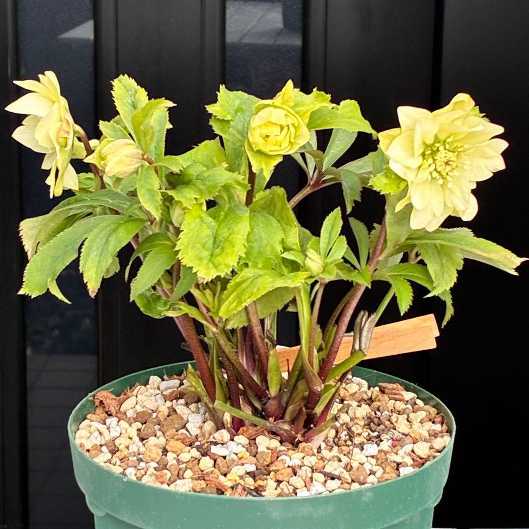 ま*️様 3486☘️蕾花タグ付き☘️⭐️マイクロヒデコート⭐️小輪⭐️コンパク