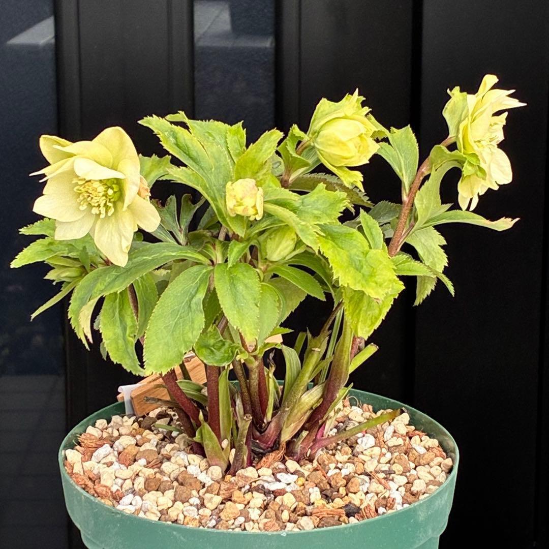 ま*️様 3486☘️蕾花タグ付き☘️⭐️マイクロヒデコート⭐️小輪⭐️コンパク