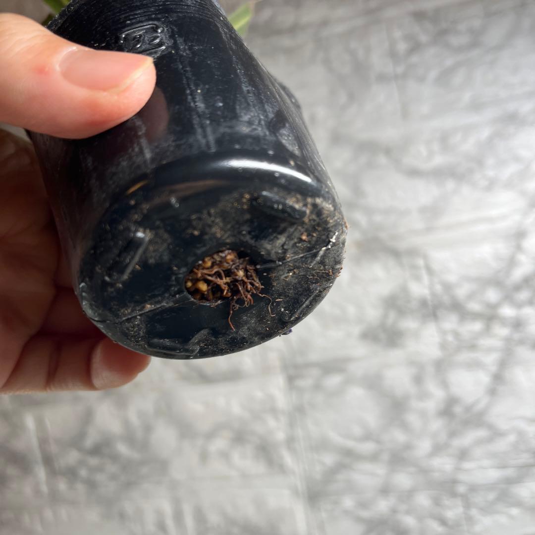 スペシャルピンクアイス　２苗　No.1 No.2 No.3