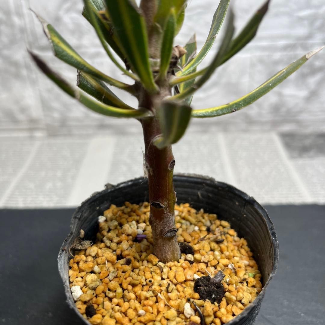 スペシャルピンクアイス　２苗　No.1 No.2 No.3