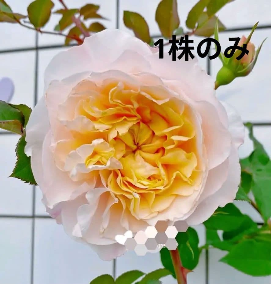 レアバラ苗　　クリームイェロー　入手困難な8号鉢大苗　四季咲き