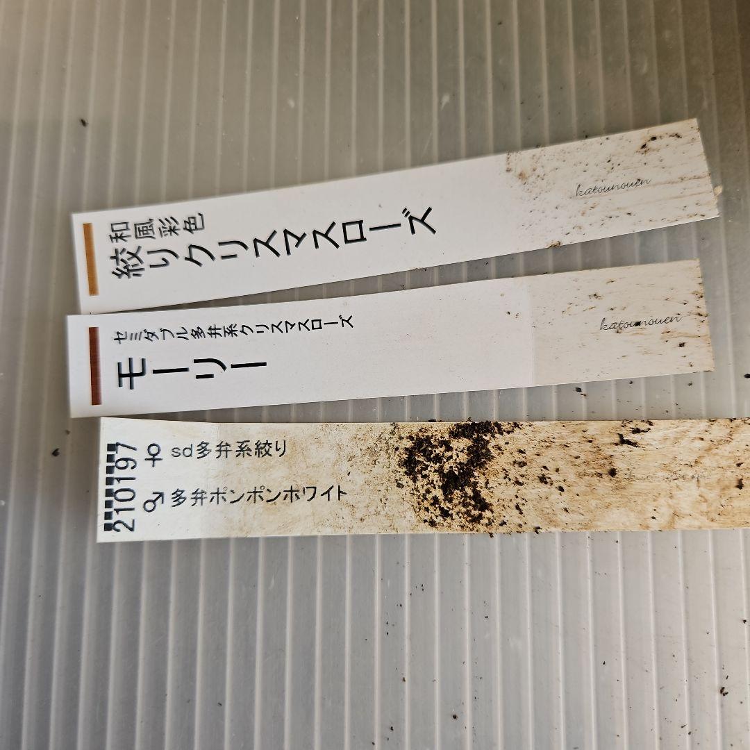 ㉖-368クリスマスローズ