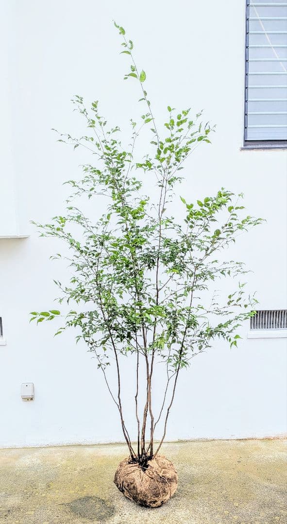 抜群。。山採りハイノキ。。