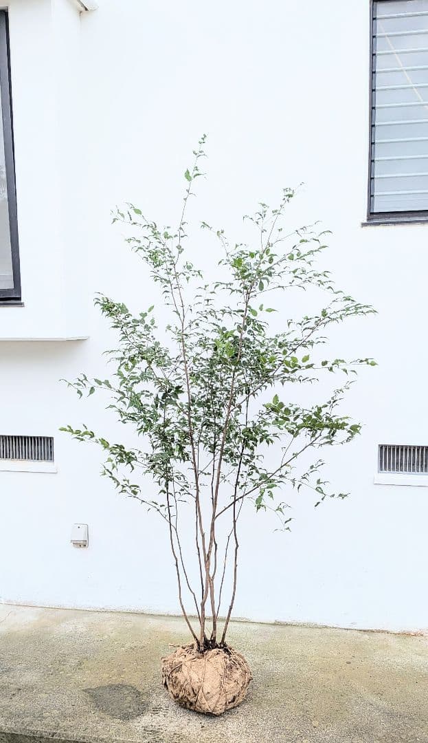 抜群。。山採りハイノキ。。