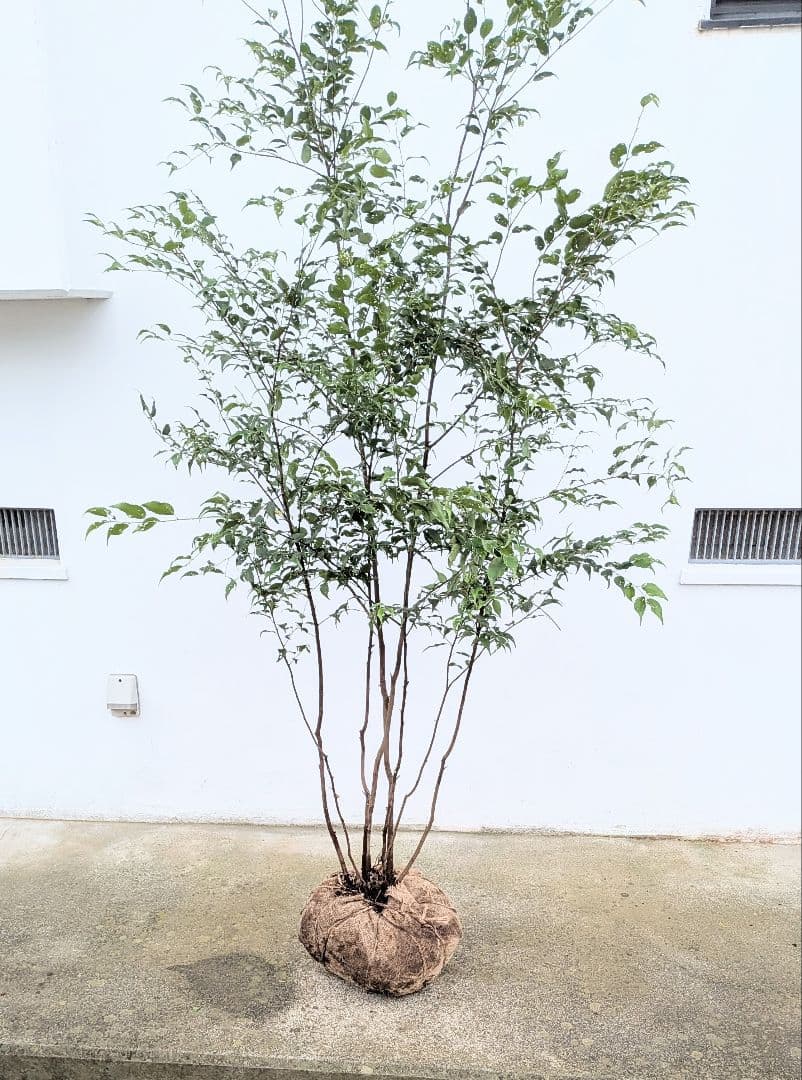 抜群。。山採りハイノキ。。