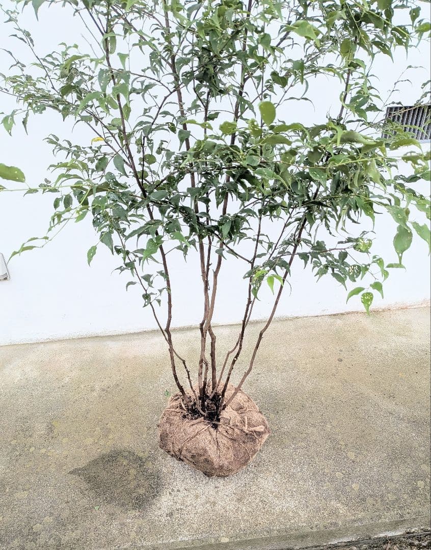 抜群。。山採りハイノキ。。