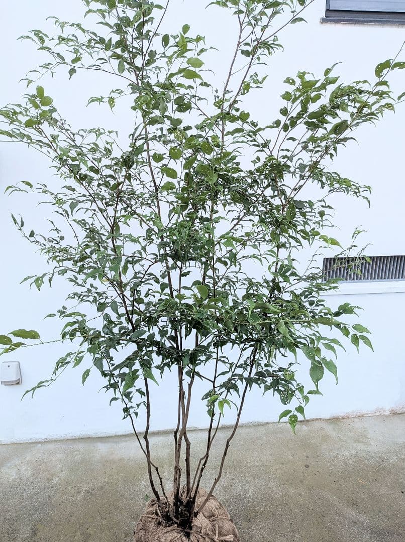 抜群。。山採りハイノキ。。