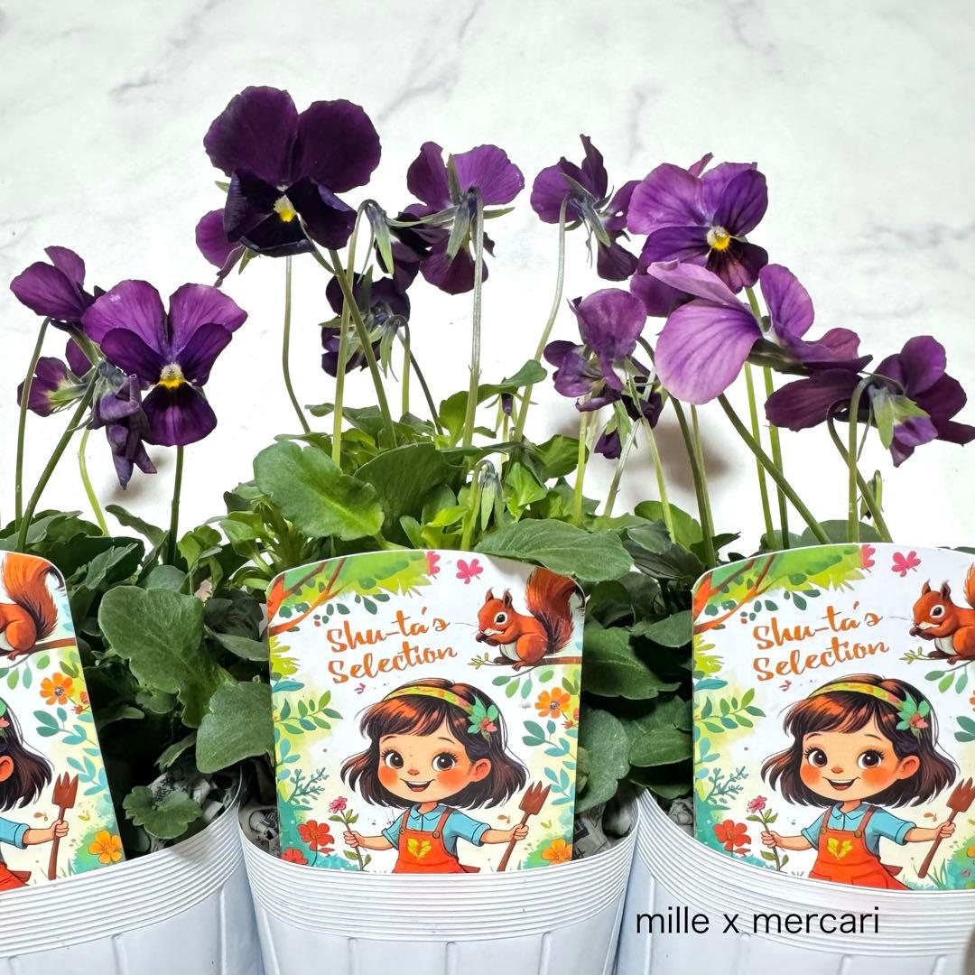 ビオラ「パルプンテ」3苗