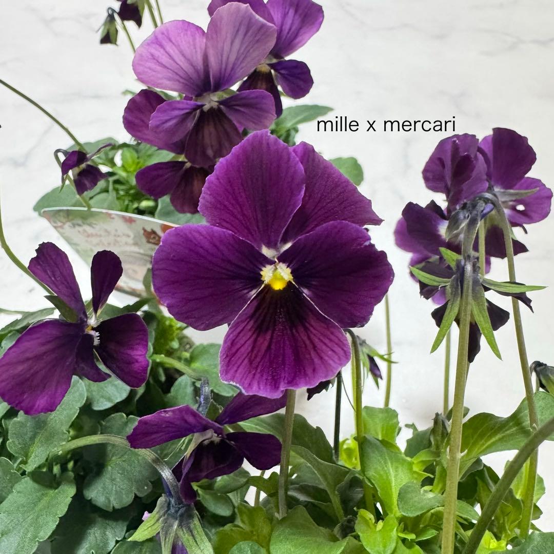 ビオラ「パルプンテ」3苗