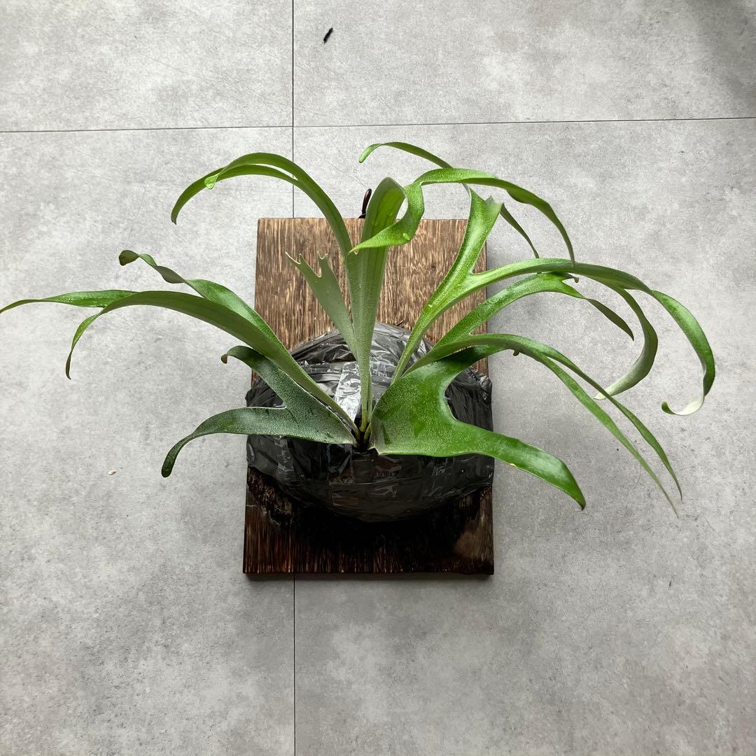 ビカクシダ・アルシコルネドワーフ①