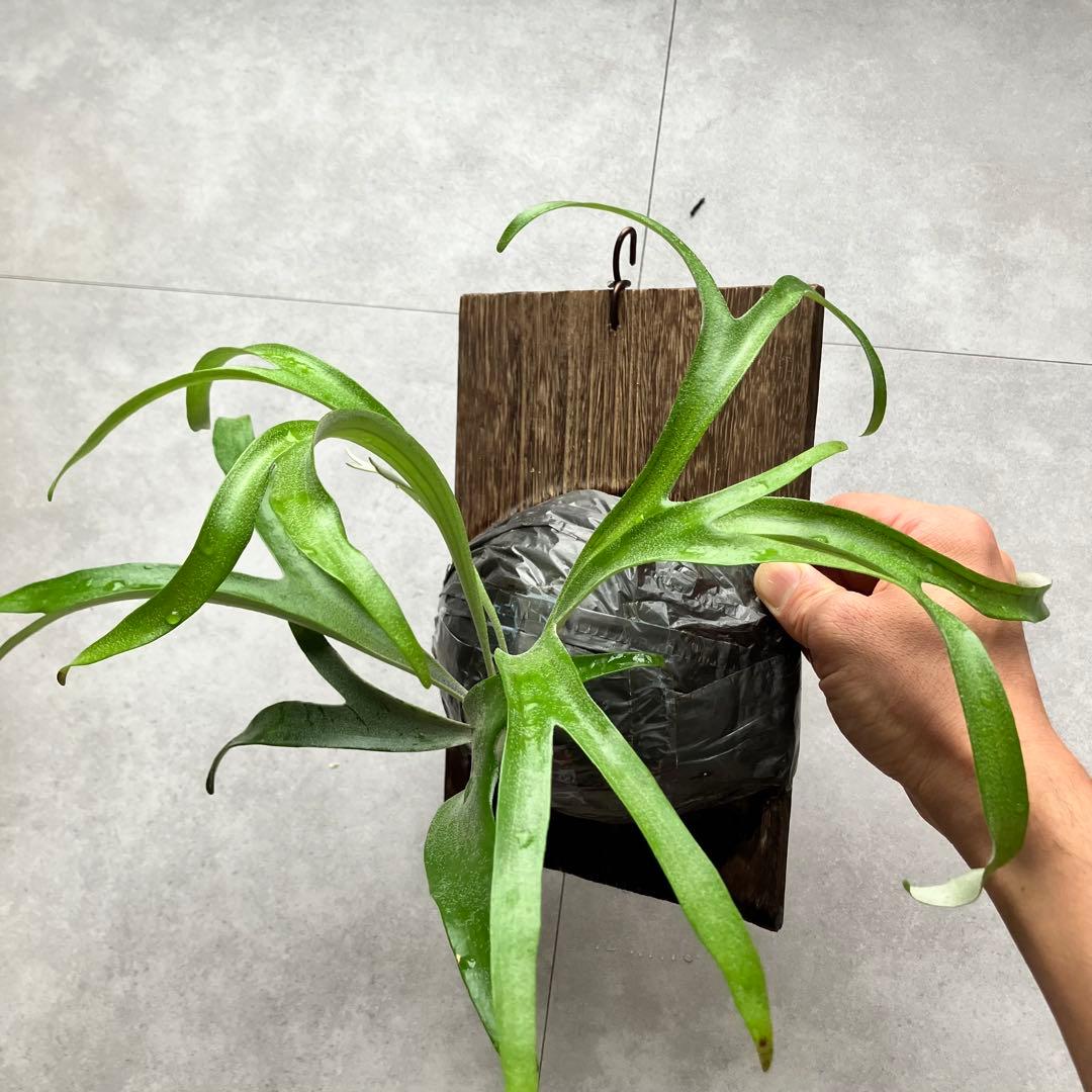 ビカクシダ・アルシコルネドワーフ①