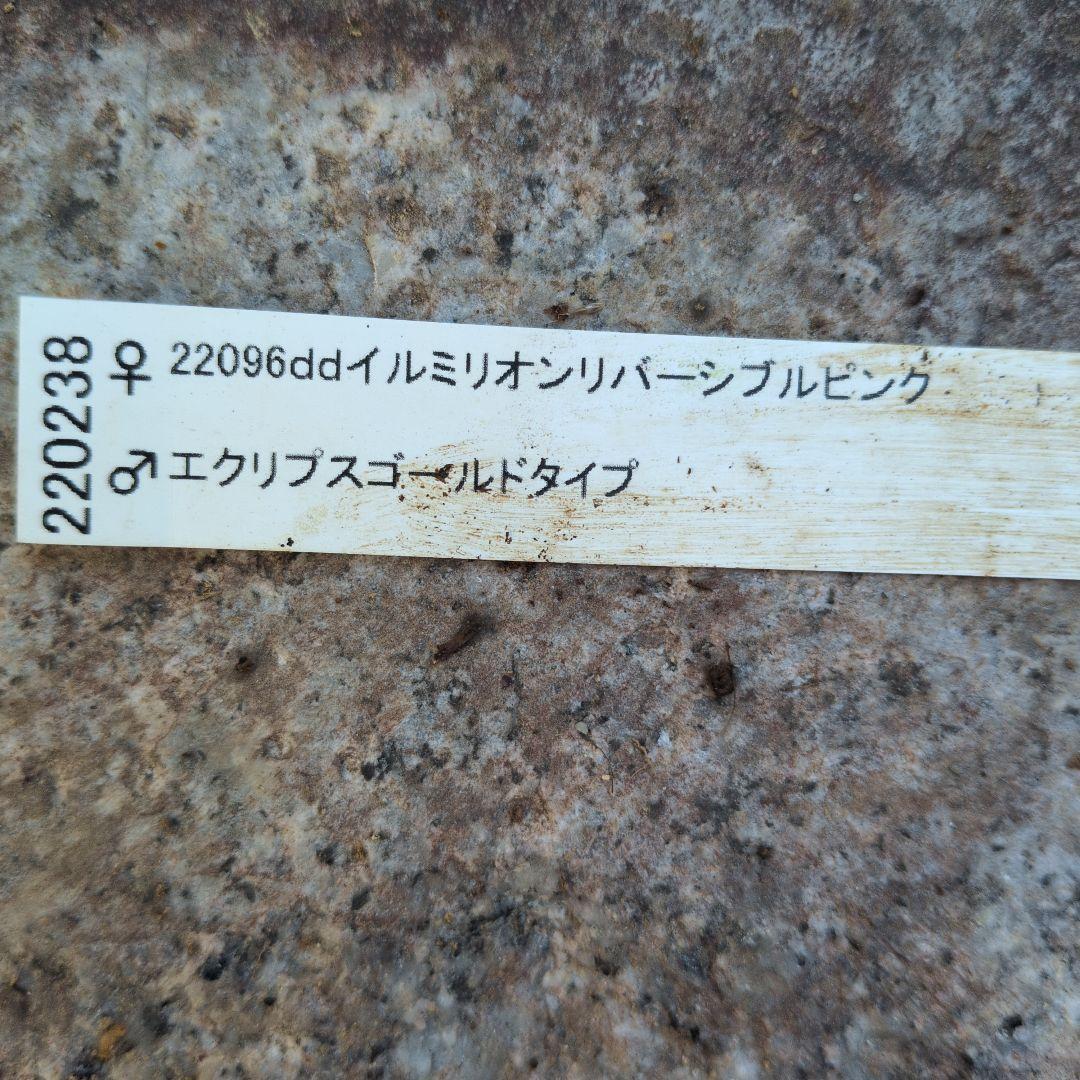 【清〇様】プリマヴェーラゴールドグラデクリスマスローズ苗