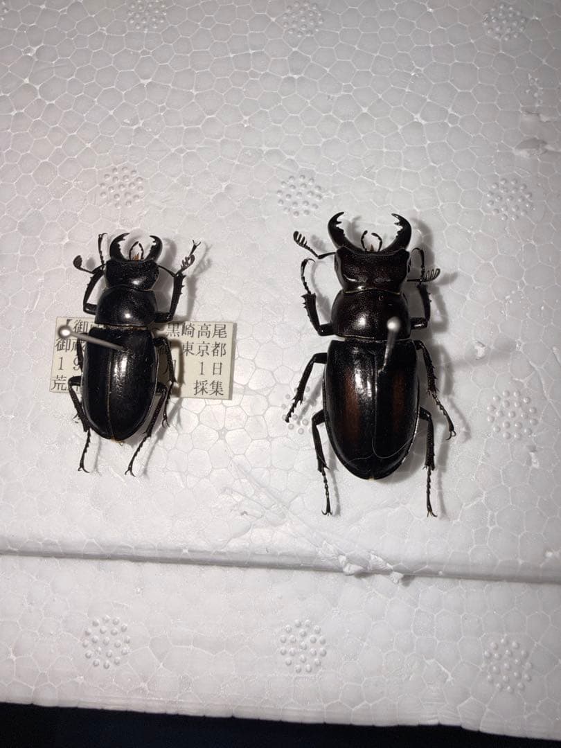 ミクラミヤマクワガタ【規制前採集個体】