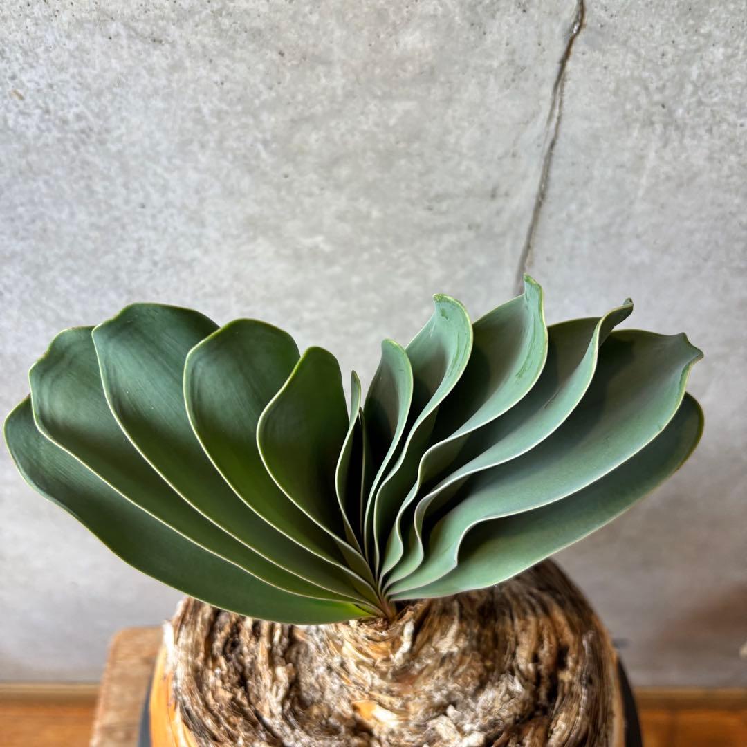 【週末限定SALE】ブーファン ハエマンソイデス 発根済み 現地球株