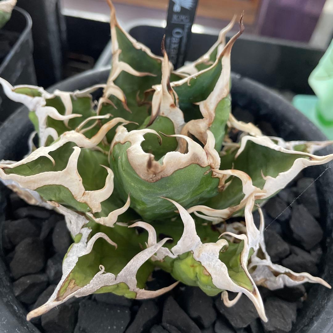 オアハカ　極美　強刺