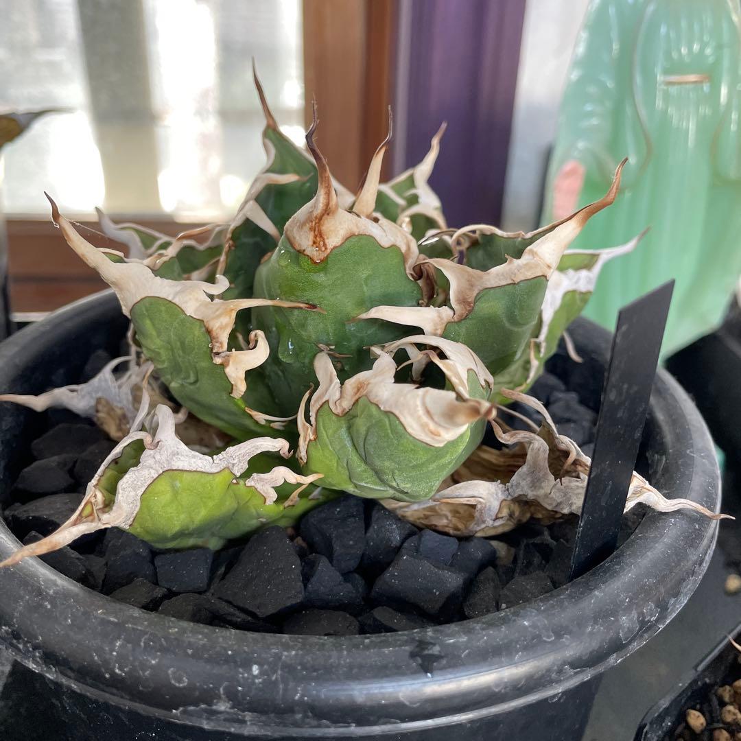 オアハカ　極美　強刺