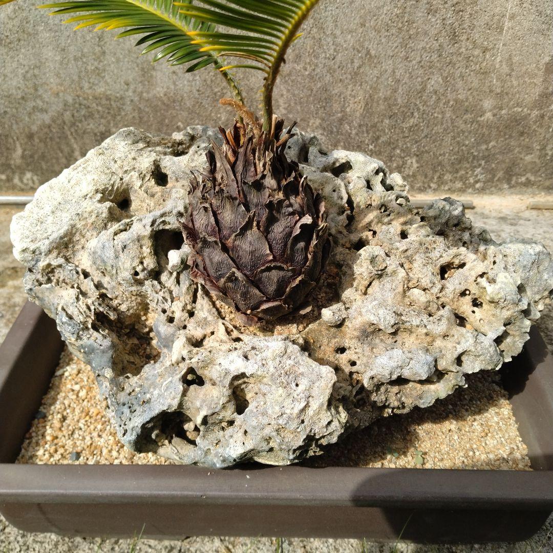 金環蘇鉄　珊瑚石付き　盆栽