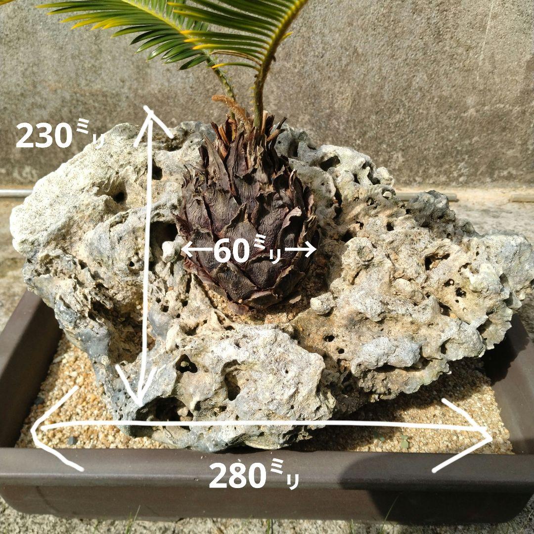 金環蘇鉄　珊瑚石付き　盆栽