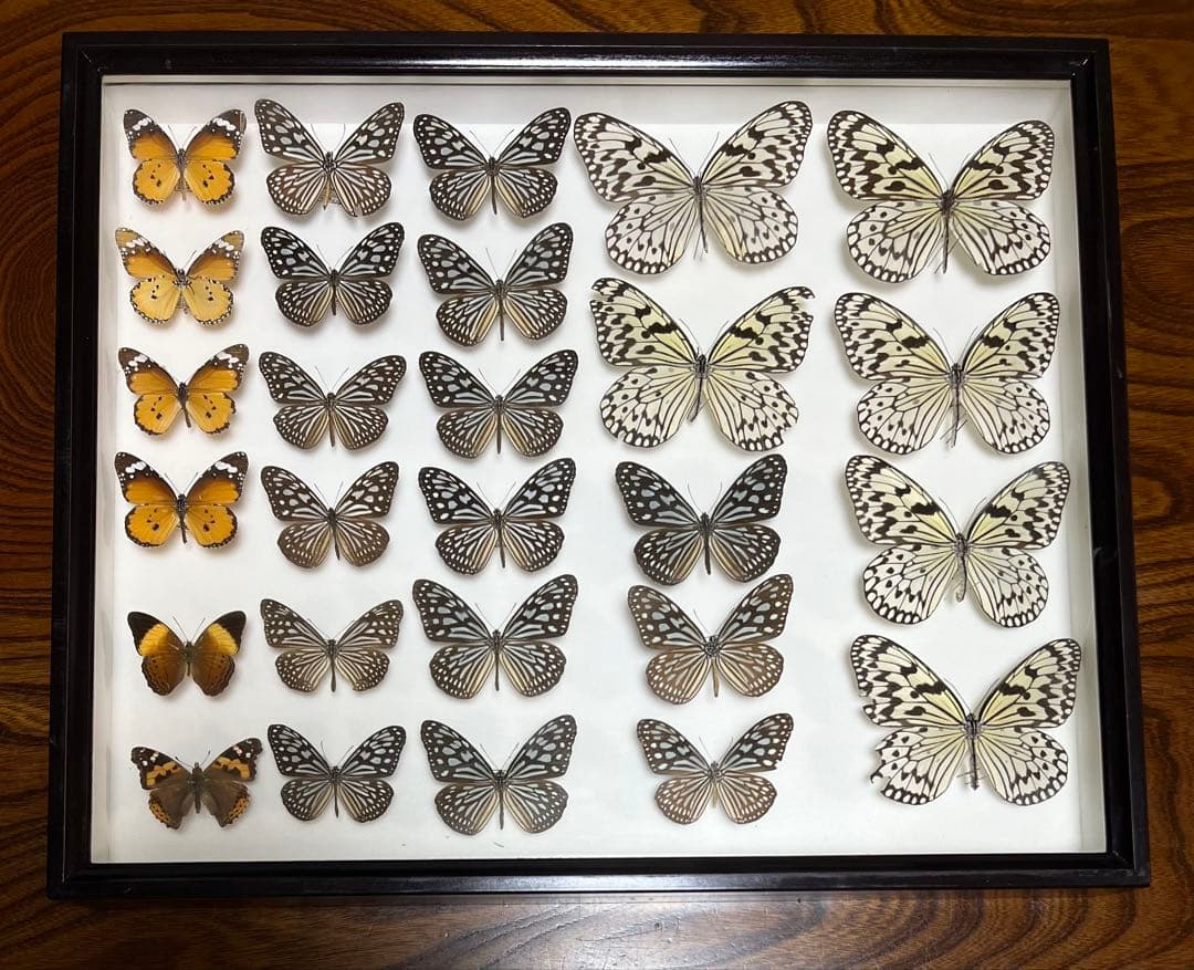 希少蝶の標本採取84/87/2003年　オオゴマダラ等現状品41x50x6cm