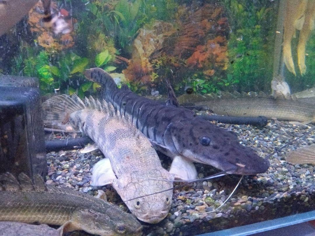 高背金龍 証明書