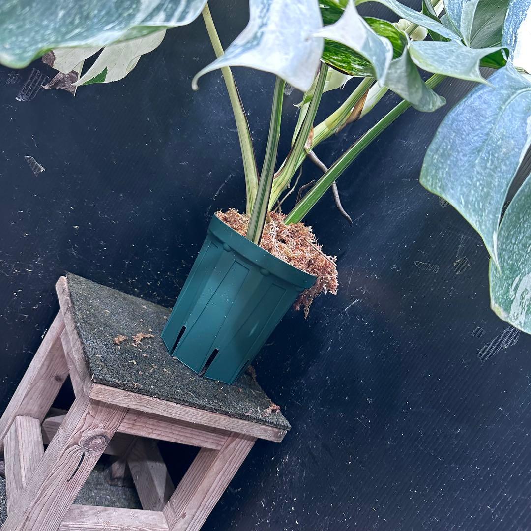 パ*ム様 斑入りモンステラ ホワイトタイガー極美大株91cm白斑多