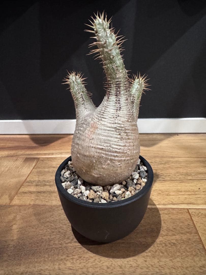 パキポディウム グラキリス 現地球