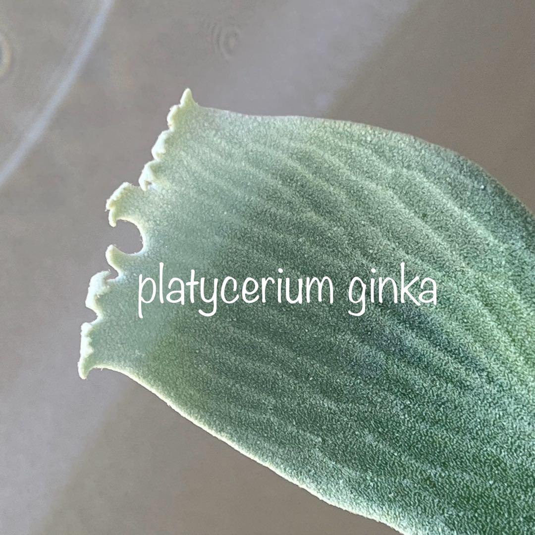 OC子株 platycerium ginka 銀華 pup ギンカ63ビカクシダ