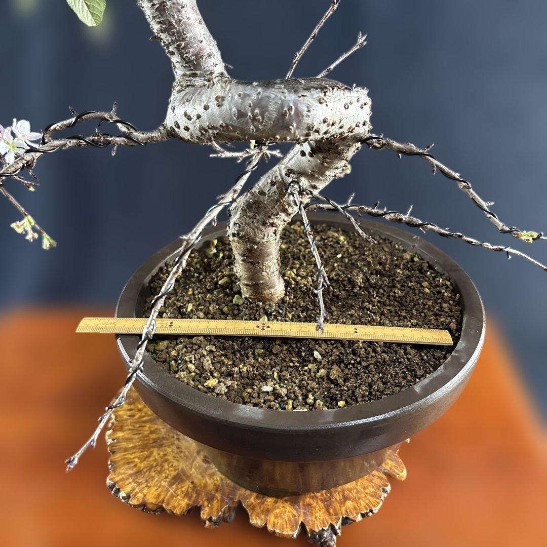 中品盆栽、十月桜、斜幹模様木、花、花芽付き やや傷や汚れあり　ノリ典　