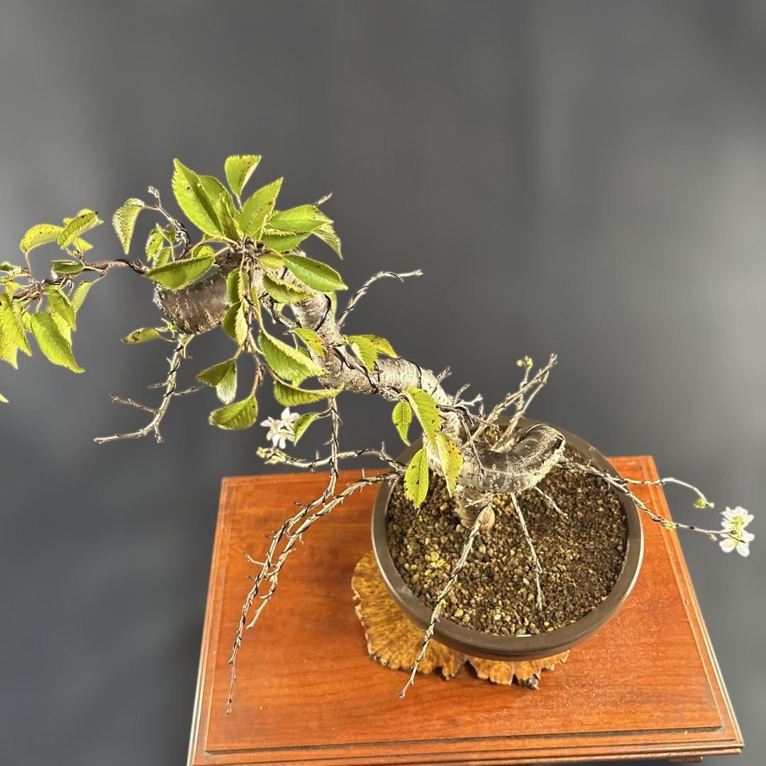 中品盆栽、十月桜、斜幹模様木、花、花芽付き やや傷や汚れあり　ノリ典　