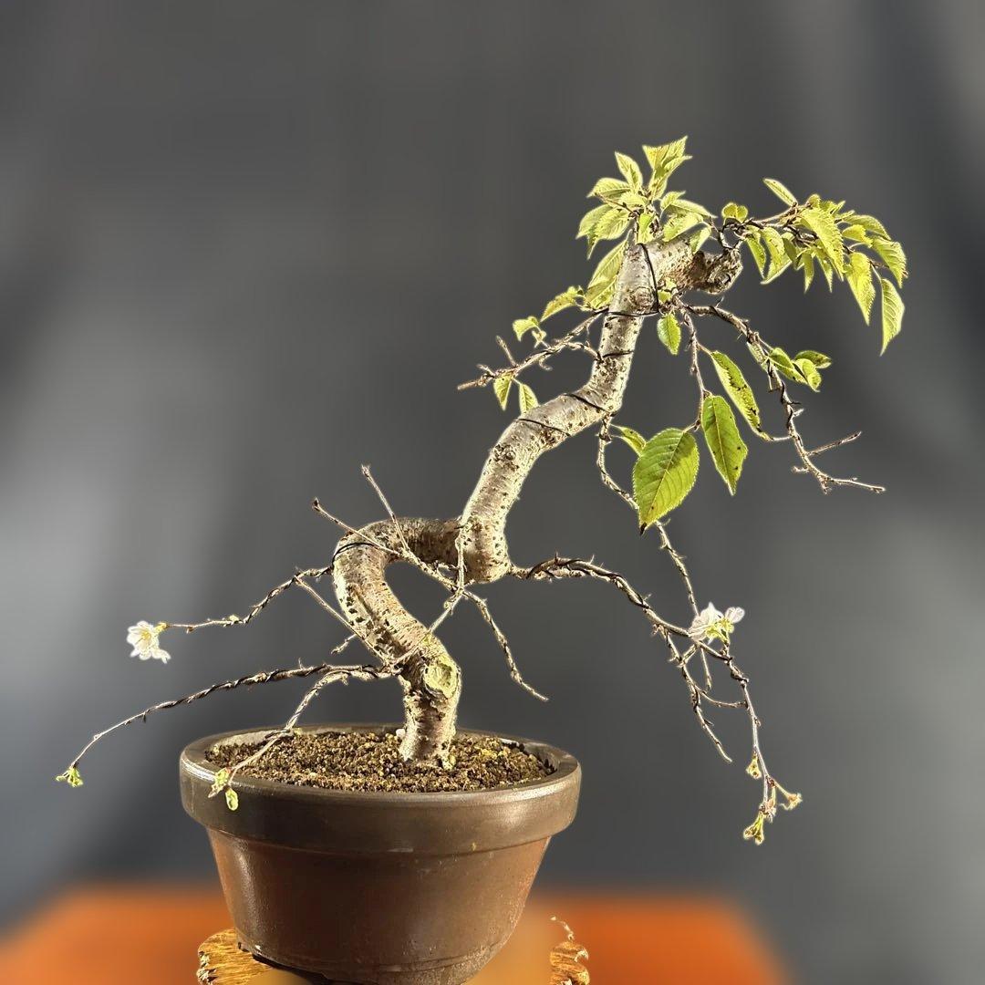 中品盆栽、十月桜、斜幹模様木、花、花芽付き やや傷や汚れあり　ノリ典　