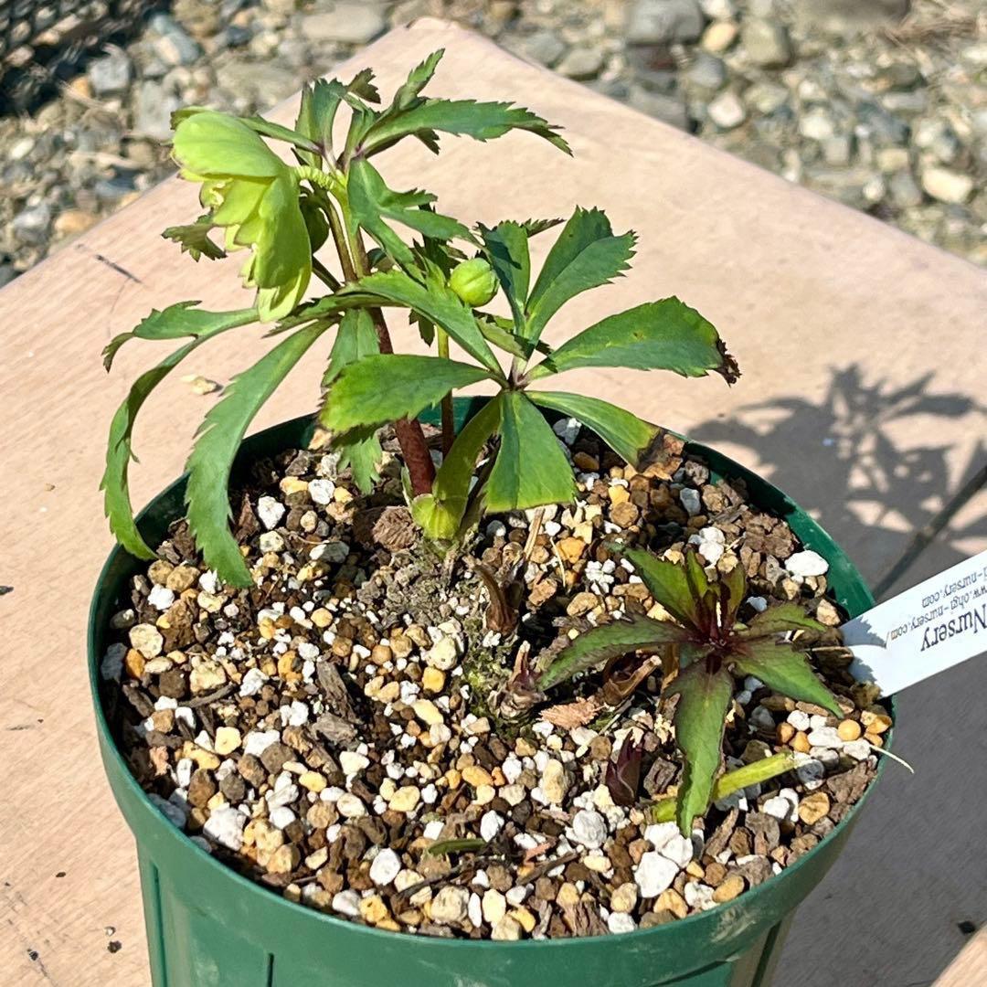 の*ん様 3307⭐️小輪⭐️リップ⭐️hercegovinus交配⭐️ギザギザ