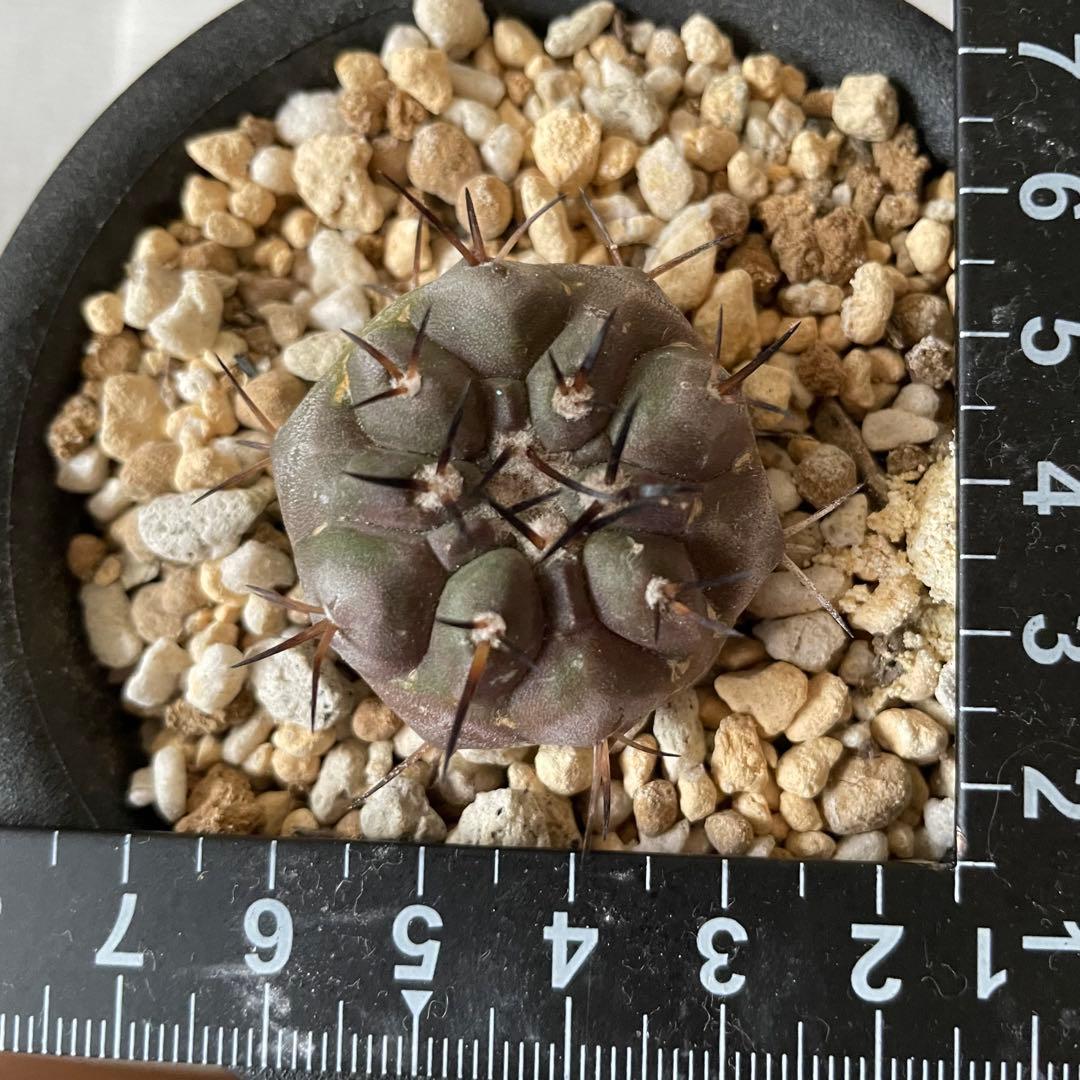 サボテン 黒王丸 コピアポア シネレア 実生 鉢付き