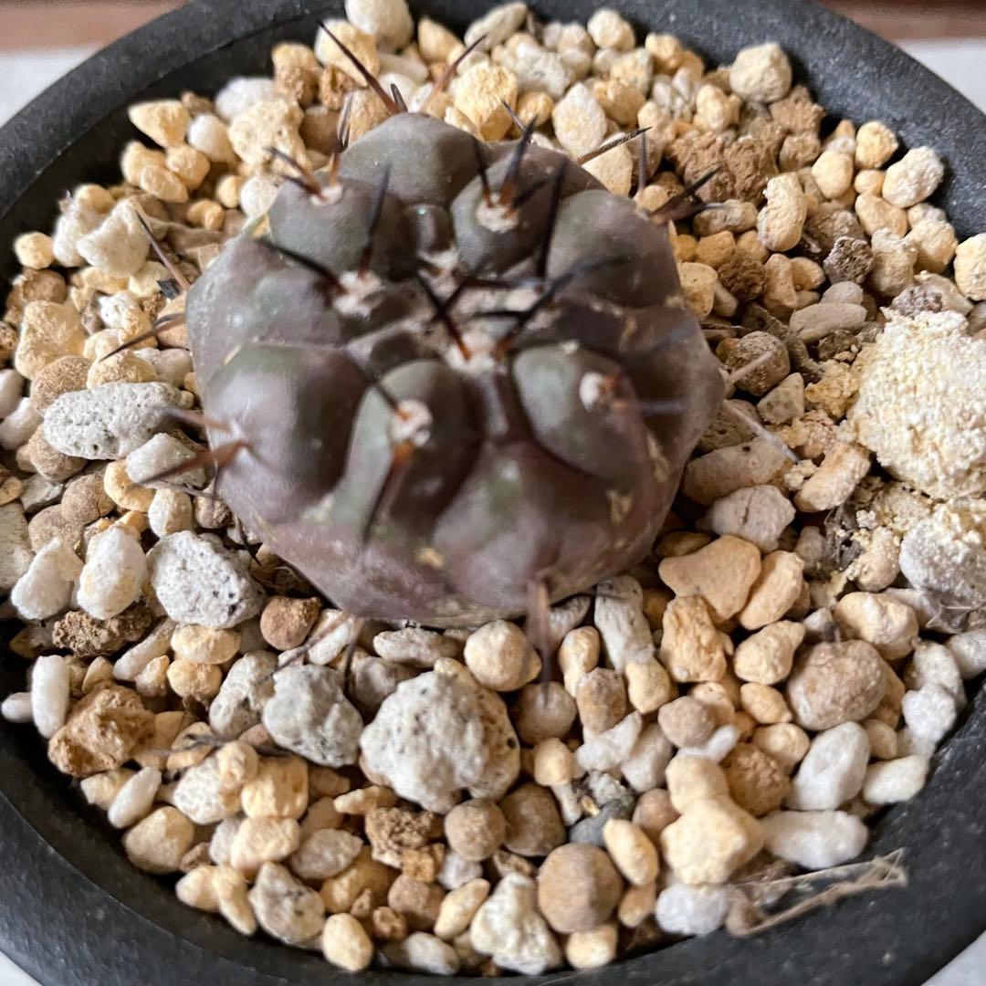 サボテン 黒王丸 コピアポア シネレア 実生 鉢付き