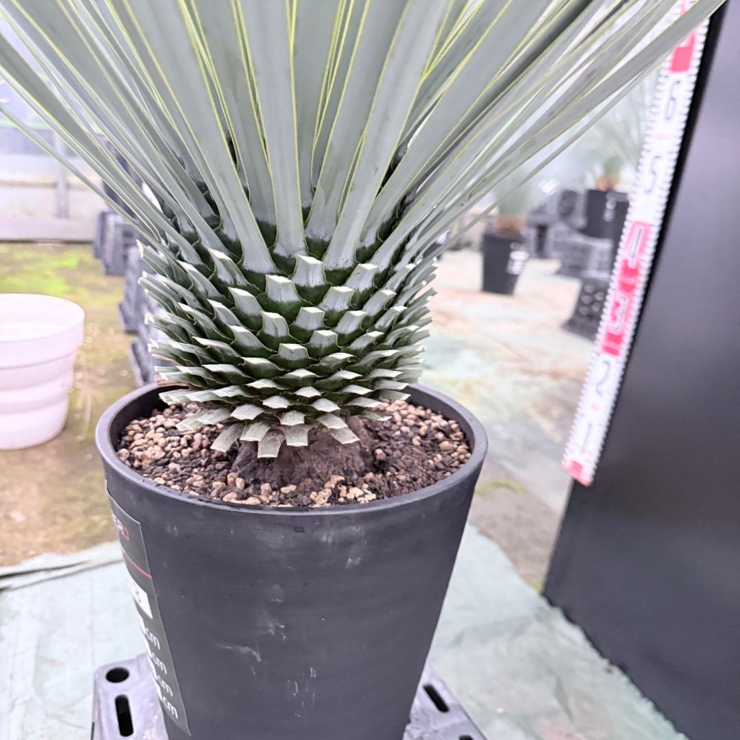 ノ*リ様 【AL1143】ユッカ　ロストラータ　24cm鉢