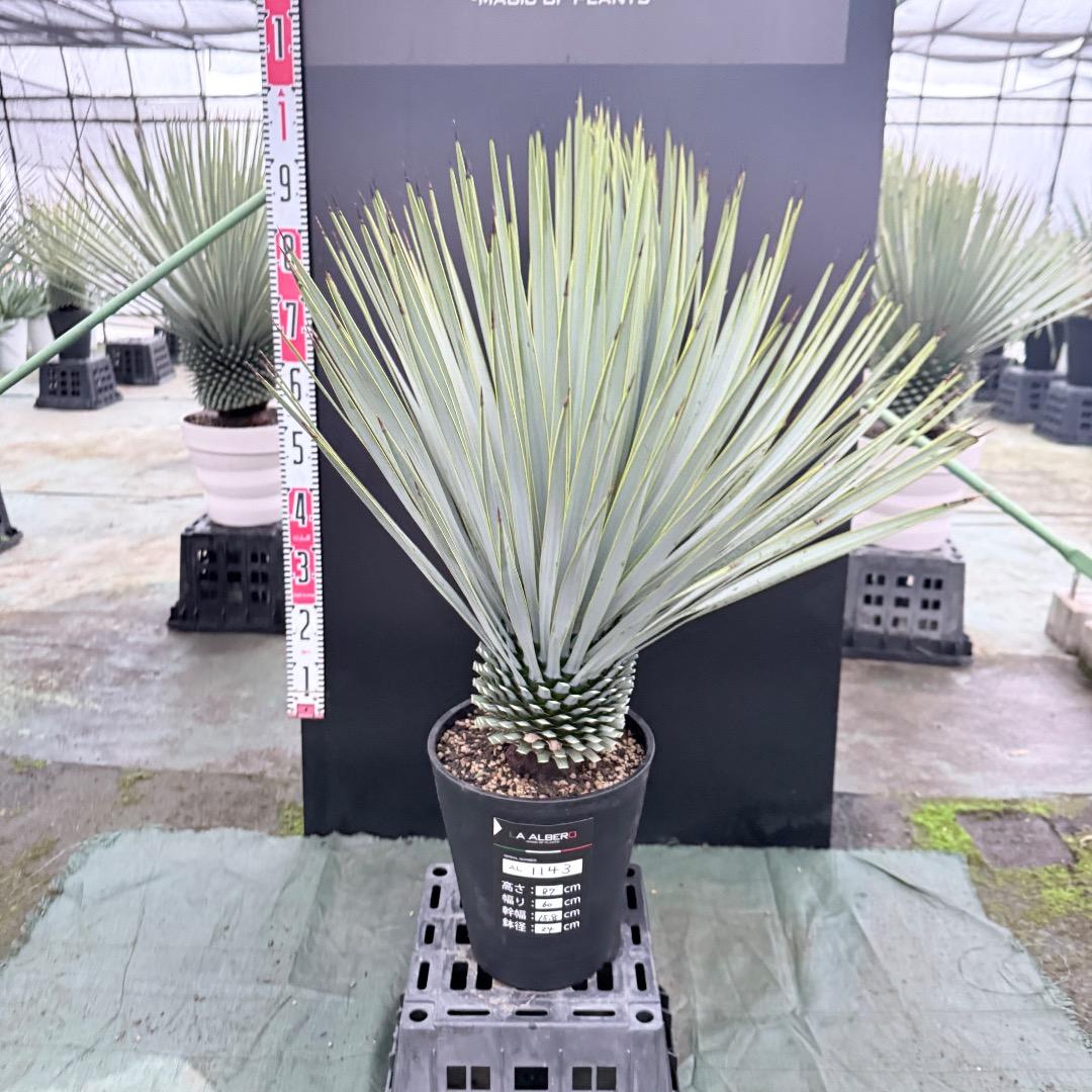 ノ*リ様 【AL1143】ユッカ　ロストラータ　24cm鉢