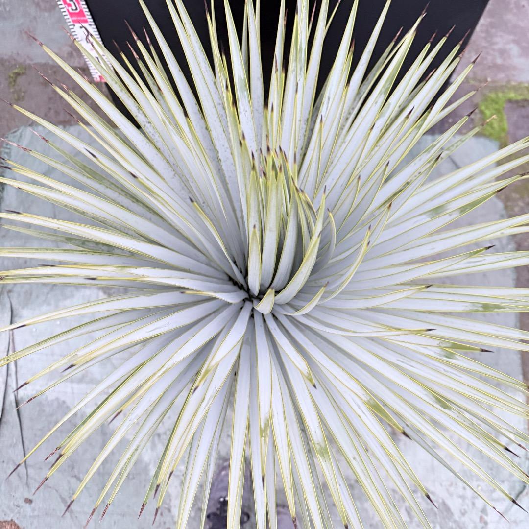 ノ*リ様 【AL1143】ユッカ　ロストラータ　24cm鉢